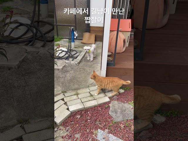 강아지가 고양이를 보면 어떻게 할까?