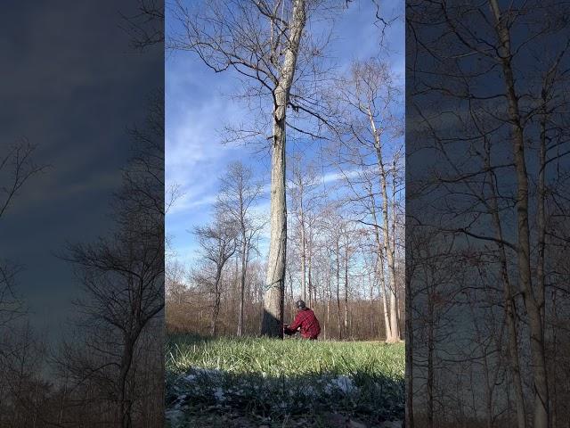 Nothing like a piped saw #treelife