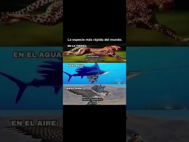 Los animales más rápidos del mundo #parati #animales #reelyoutube