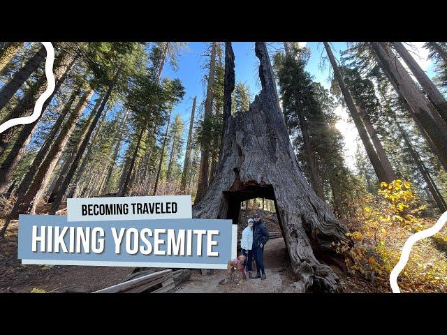 Explore Yosemite National Park with Willa the Vizsla