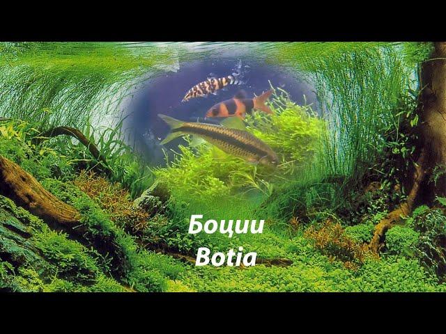 Много разных боций в аквариуме 240 л #Botia#loaches