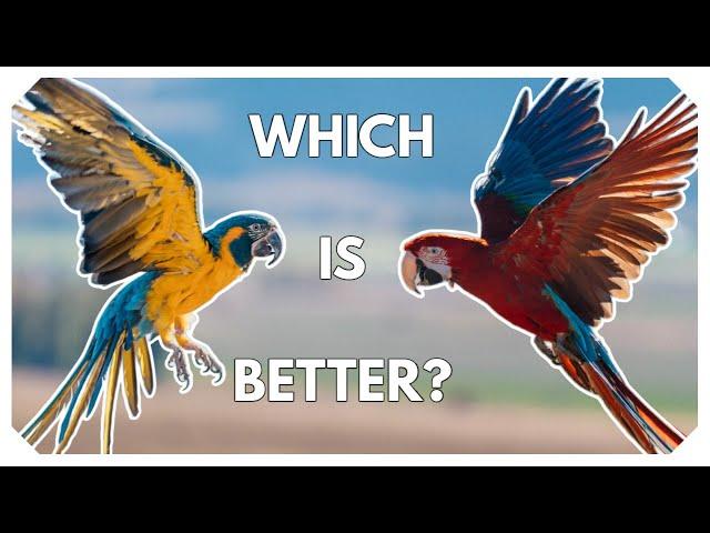 Green Wing Macaws vs Blue Throat Macaws - Which is BETTER?