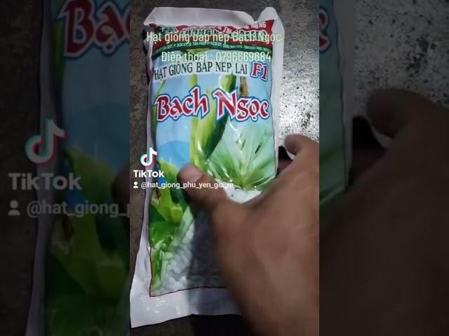 Hạt giống bắp nếp Bạch Ngọc / Hạt giống bắp nếp / Hạt giống ngô nếp / Hạt giống bắp / Hạt giống ngô