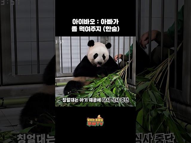 아이바오는 강바오밖에 몰라