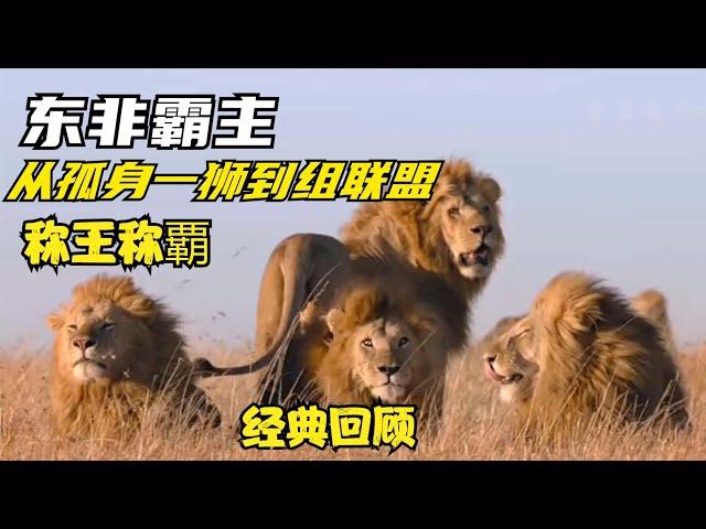 東非霸主獅王，從孤身獅子到組成强大聯盟，稱霸馬賽馬拉