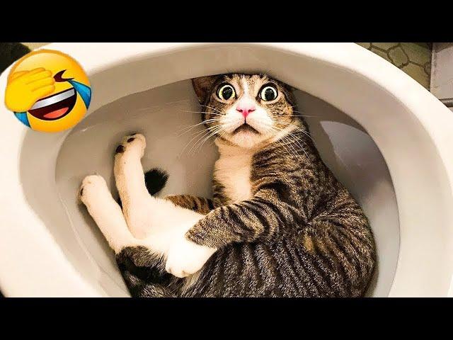 Best Cats and Dogs Videos  New Funny Animals 2024 