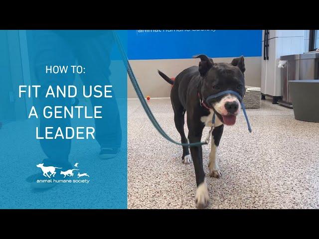 How to fit and use a Gentle Leader/head collar