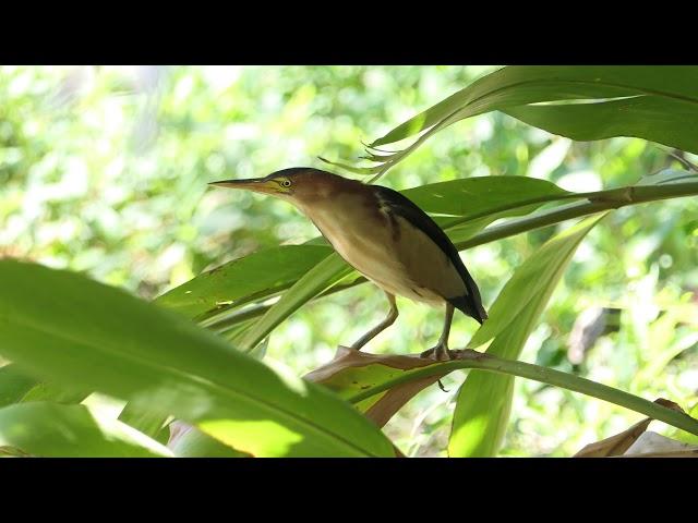 Little Bittern visits our dam in Maleny, Qld