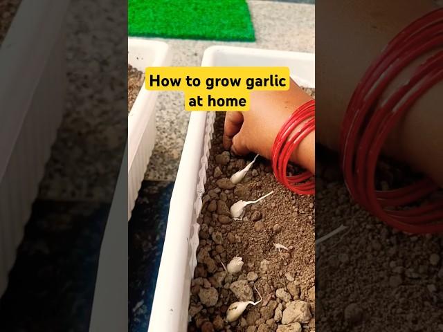 Grow garlic#shorts#youtube shorts#viral video#trending