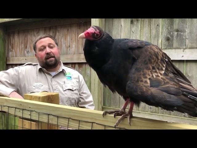 Turkey Vultures