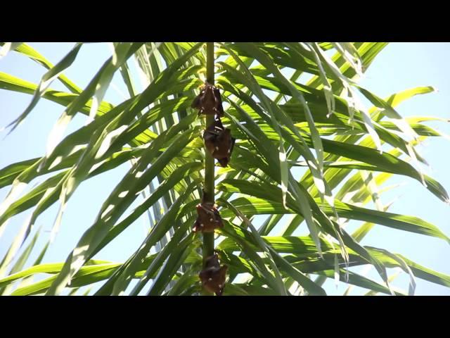 Wahlberg's epauletted fruit bat