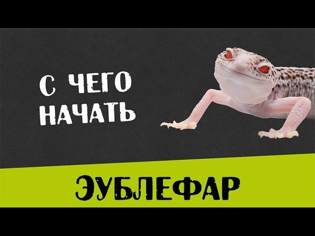 Содержание Пятнистого эублефара