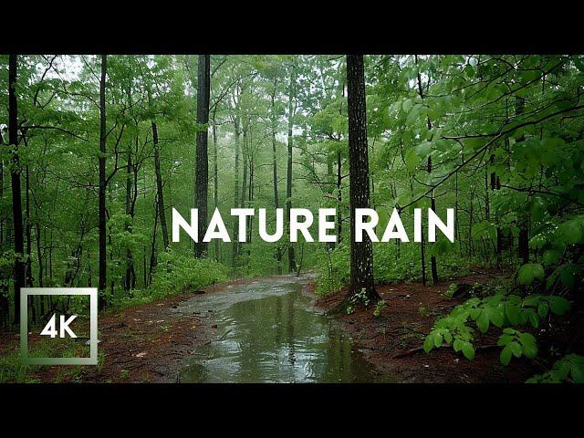 Relaxing Rainfall and Thunder, Walking in the Rain ASMR, Nature Sounds for Sleep and Study