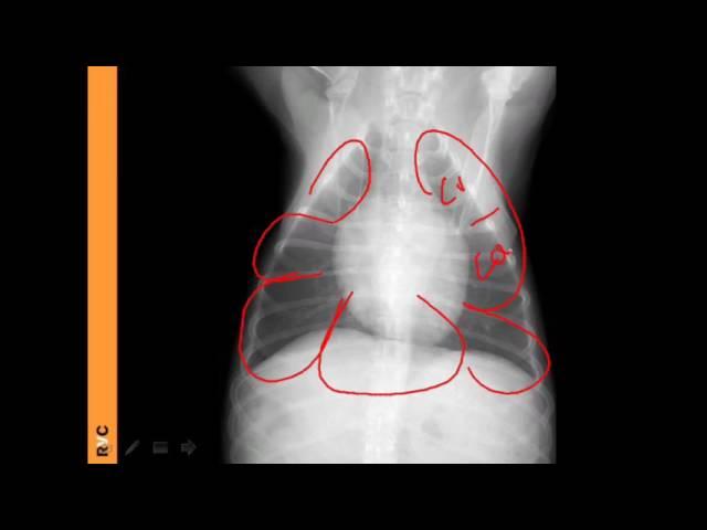 VET Talks - Normal Radiographic Anatomy of the Canine Thorax