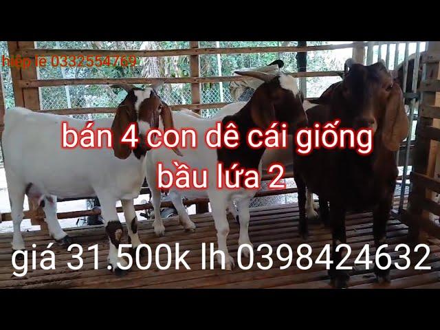 Bán 4 con dê đầu xô bò lửa bầu lứa 2 giá 31.500k lh 0398424632