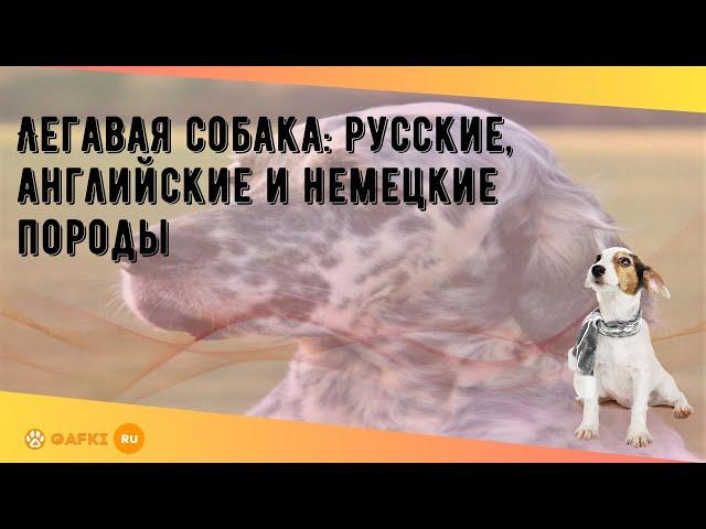 Легавая собака: русские, английские и немецкие породы