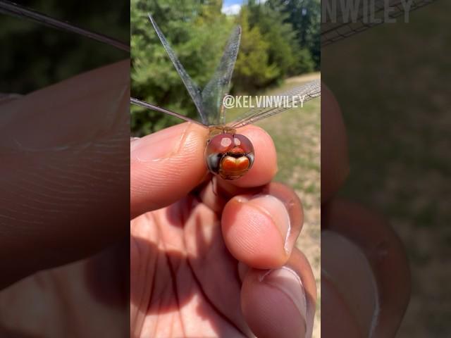 Catching a Dragonfly by Hand! 