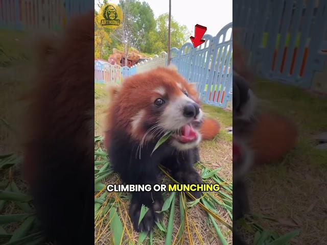 The Adorable Science Behind Red Pandas