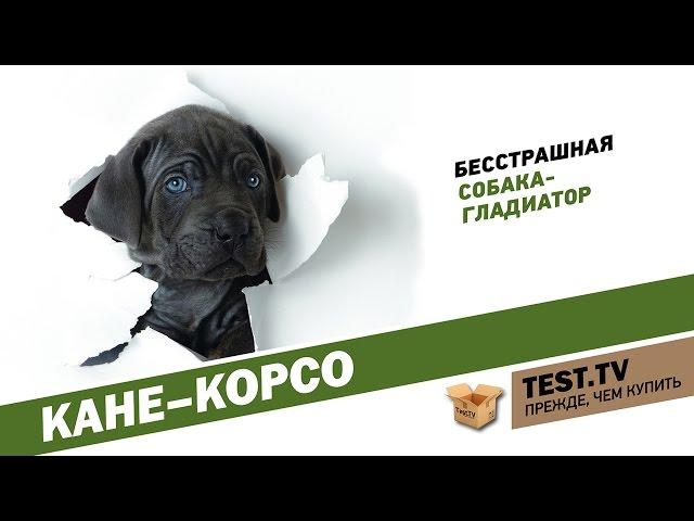 TEST.TV: Кане-корсо собака гладиатор.