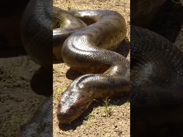 Anaconda - a water monster from the jungle! 
