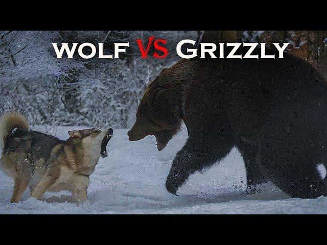 Epic Battle Wolf vs  Grizzly Bear in the Wild