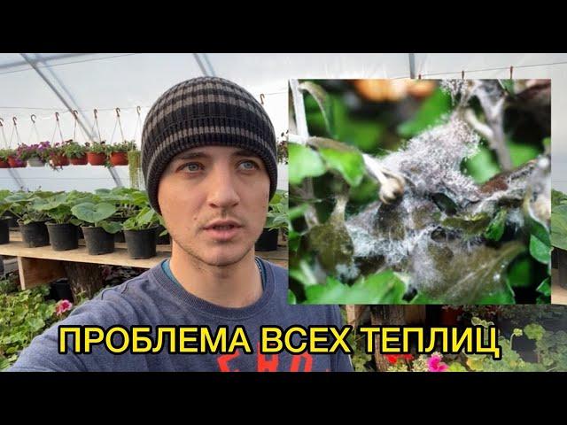 СЕРАЯ ГНИЛЬ - ВСЕГО ОДНА ОБРАБОТКА В МЕСЯЦ СПАСЕТ!  2 РАБОЧИХ ПРЕПАРАТА.