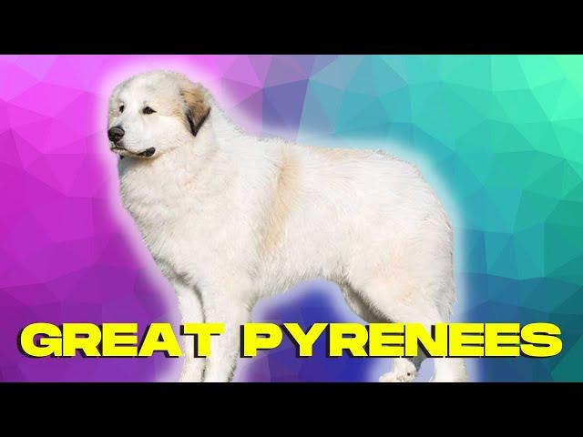 Great Pyrenees Dog TOP 10 Facts Pros and Cons