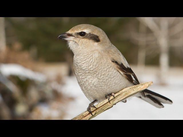 Northern Shrike