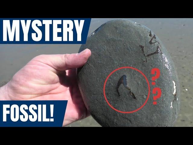 Fossil hunting hike along the beach produces some really good finds