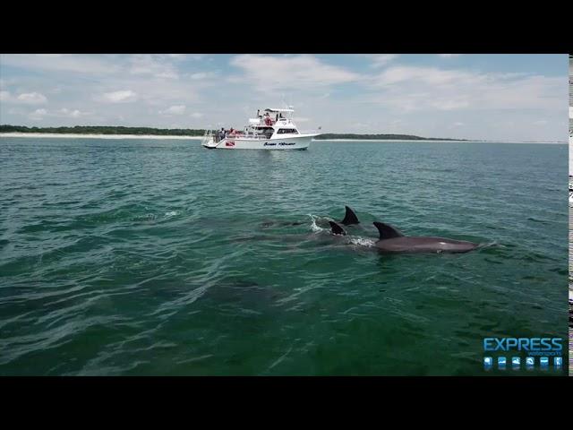 Dolphin Watch Cruise in Myrtle Beach with Express Watersports