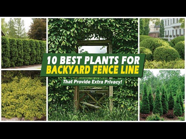 Backyard Privacy! 10 Best Plants for Backyard Fence Line That Provide Extra Privacy! 