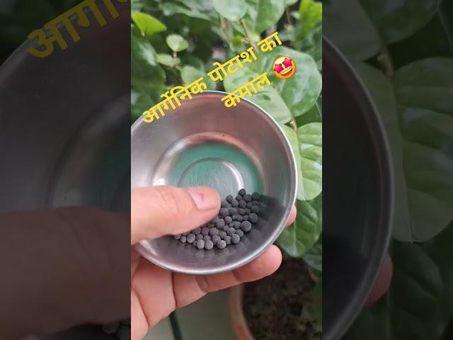 Bio potash ...best Organic fertilizer for your flowering plants...pls like comment and subscribe 