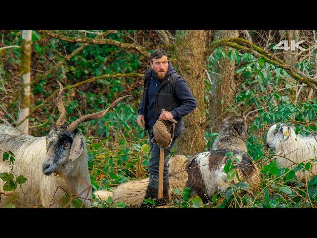 Goat Love - Shepherding in the Forest | Documentary ▫️4K▫️