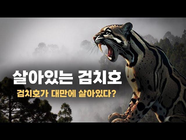 대만에서 살아있는 검치호가 목격되었다? | 대만의 야생 구름표범 목격과 실존 이야기