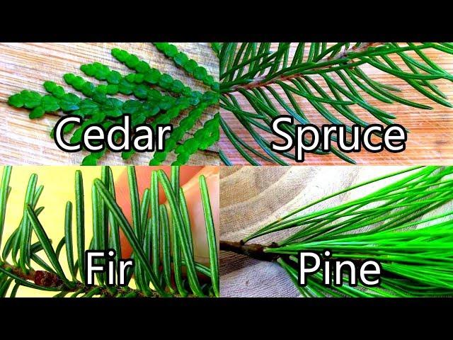 Wild Food Foraging- Pine / Spruce / Cedar / Fir- Evergreen Teas