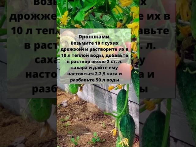 Огурцы Попрут Как на Дрожжах В Рост и Завалят Урожаем, Если Их Полить Этим Настоем! #shorts