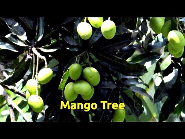 Mango (Mangifera indica)