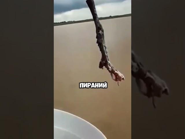 Необычный способ рыбалки на куриную ножку #новости #истории #shorts