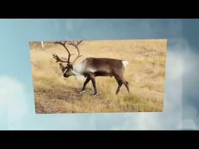 Yukon Wildlife Preserve - Whitehorse