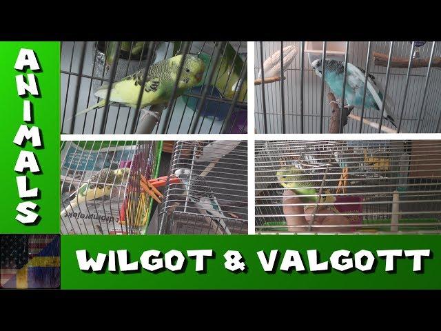 TDG Animals - Wilgot träffar Valgott