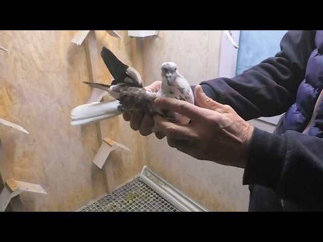 8(910)251-02-38 НОВОГОДНЯЯ РАСПРОДАЖА голубей