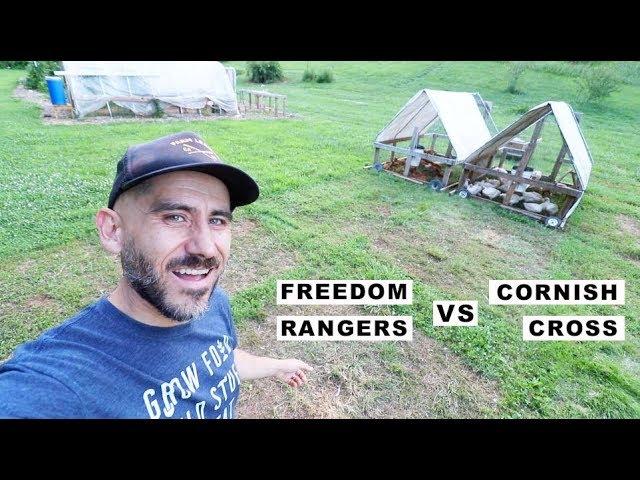 Who EATS the MOST GRASS? (freedom rangers vs Cornish Cross) VLOG