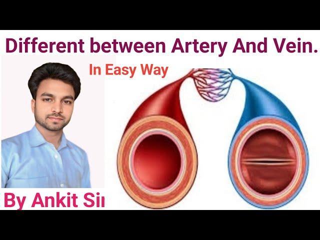 Different between Artery and Vein || Blood Vessels || Functions of blood vessels || #medical#nursing