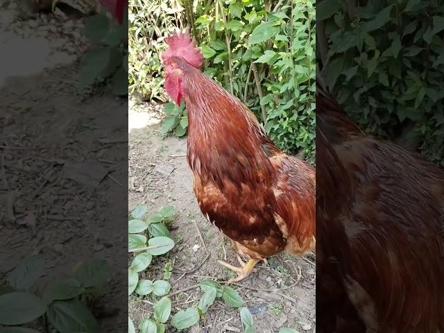 best rooster sound