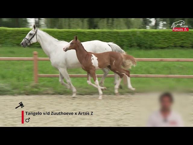 HorseSales Auctions   Promo Veiling Augustus 2021