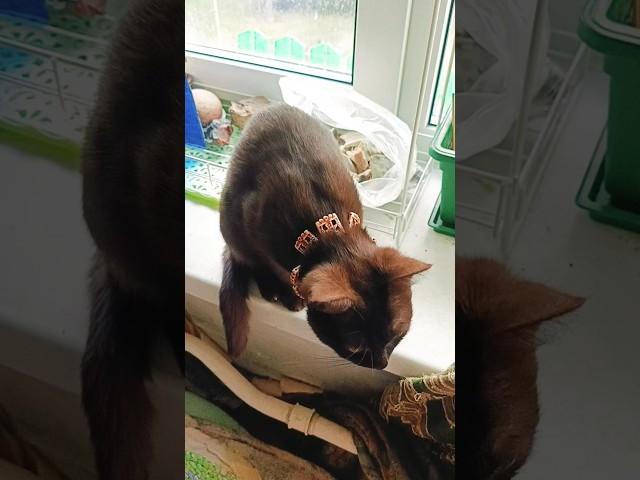 Кто такая прекрасная восточная или египетская принцесса?  #кошаки #cats #kitten  #коричневый