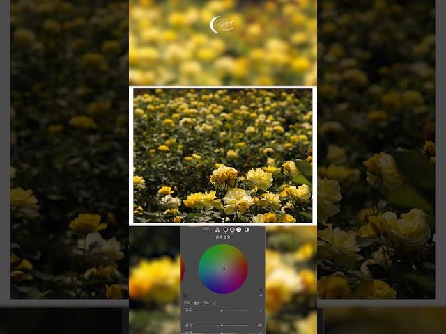 십이월의 사진보정 [ Yellow Rose ] #라이트룸 #lightroom #장미