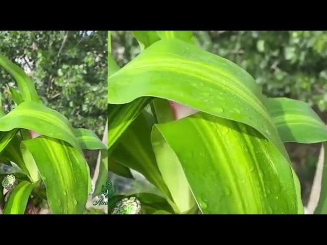 Lucky Brazil Wood Potted Plant, Healthy Indoor Live Lucky Brazilian Plant for Living Room