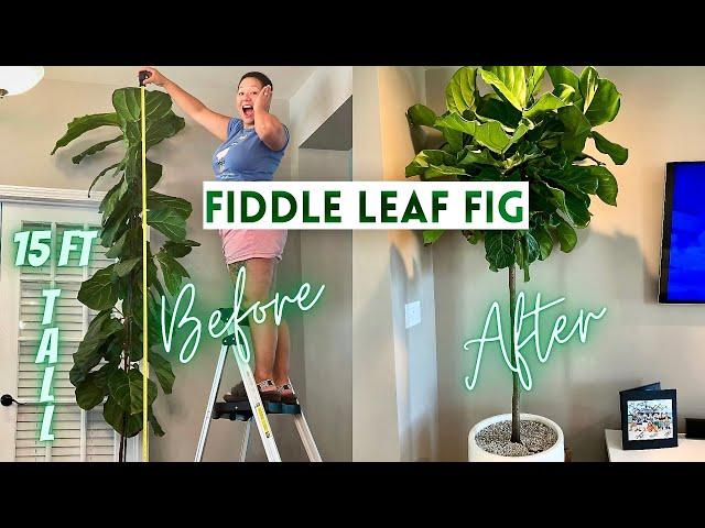 Pruning Fiddle Leaf Fig To Encourage Branching + How to Propagate | Ficus Lyrata