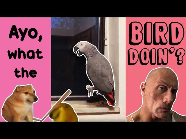 Suck Bird™